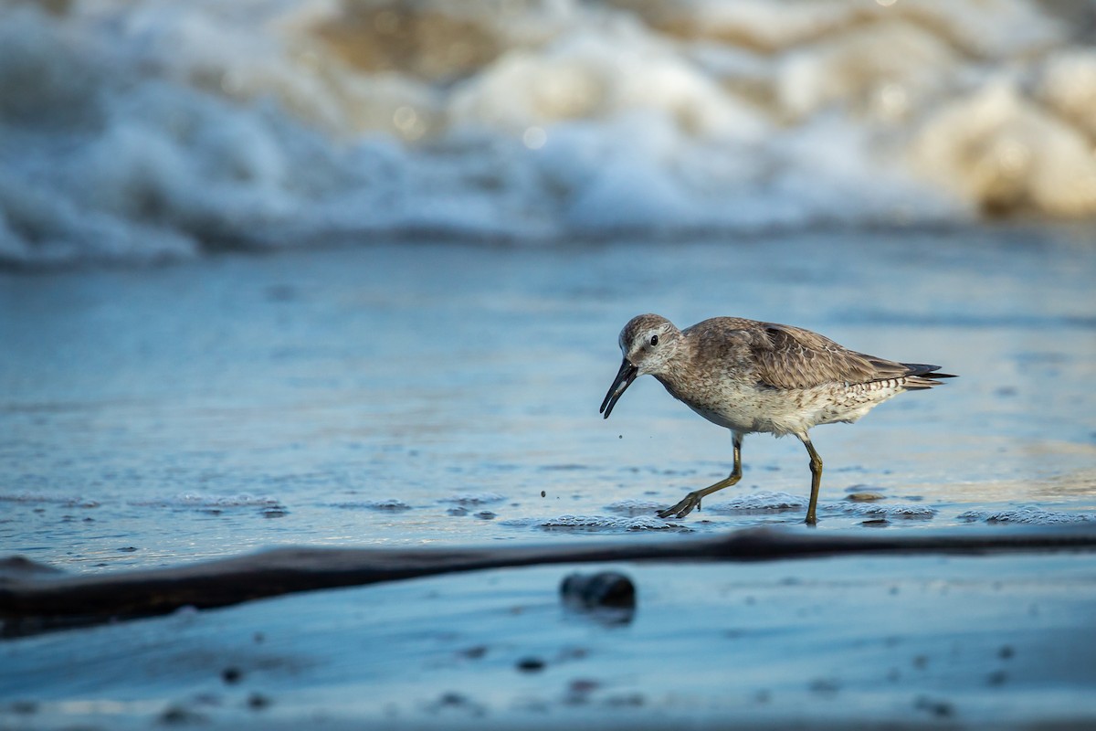 jespák rezavý - ML645520584