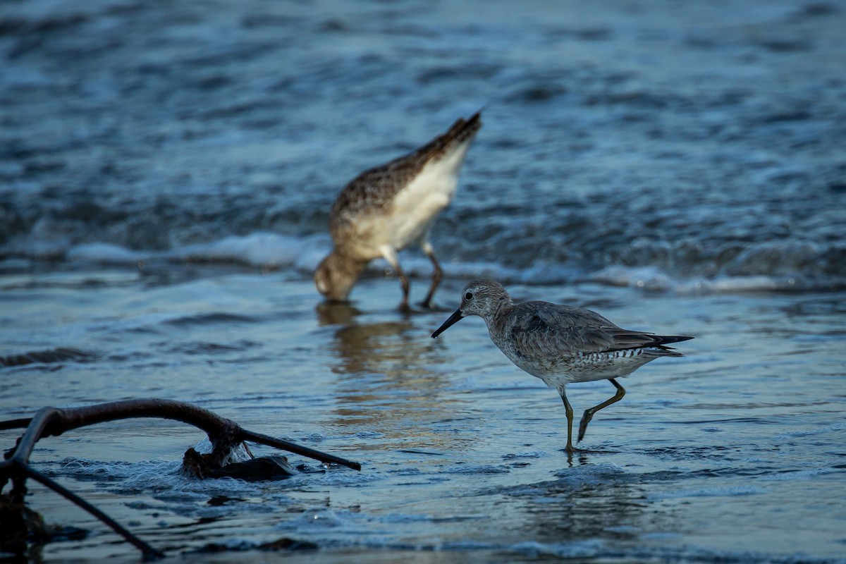 jespák rezavý - ML645520585