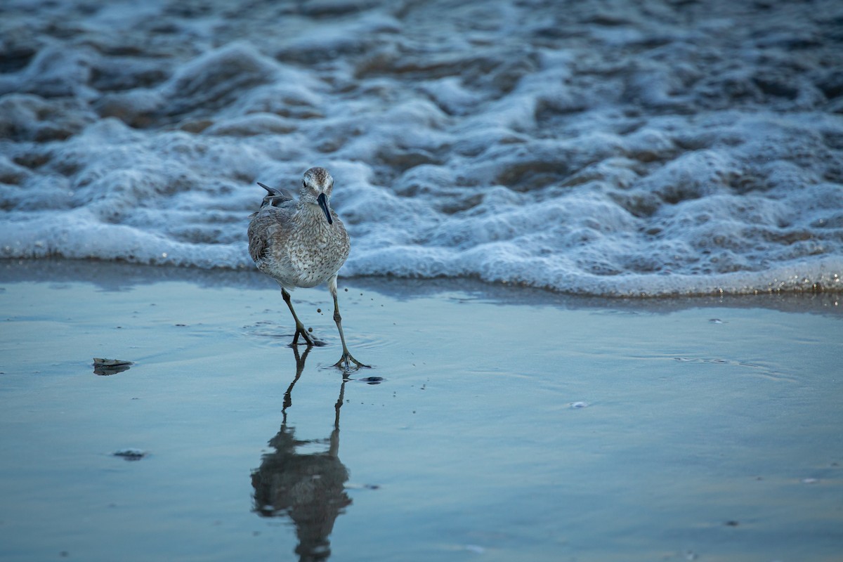 jespák rezavý - ML645520586