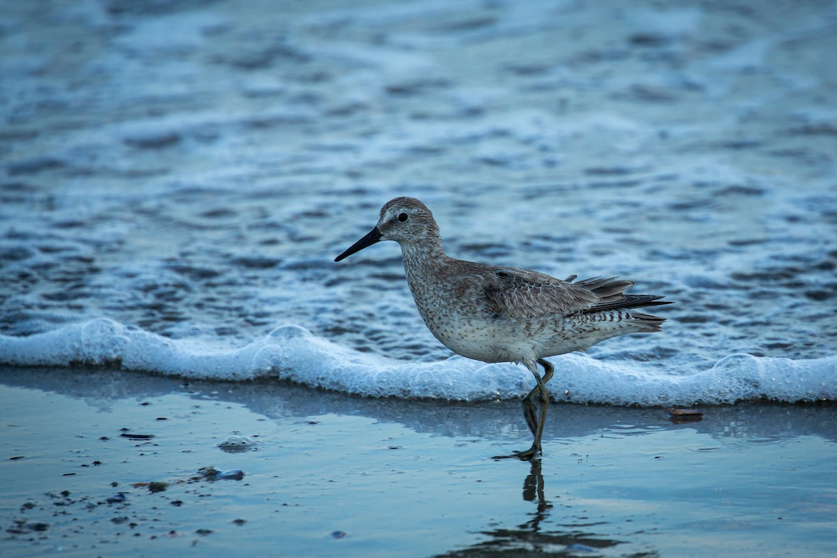 jespák rezavý - ML645520587