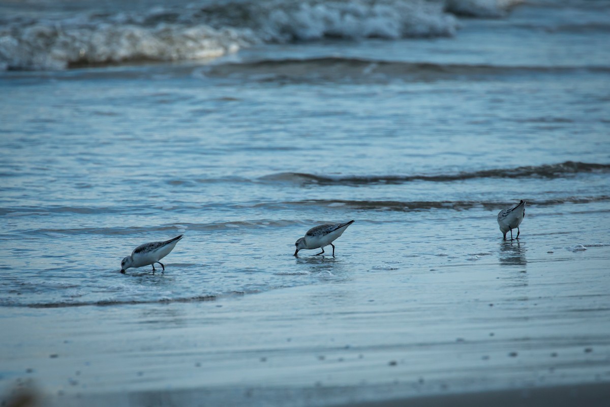 jespák písečný - ML645520621