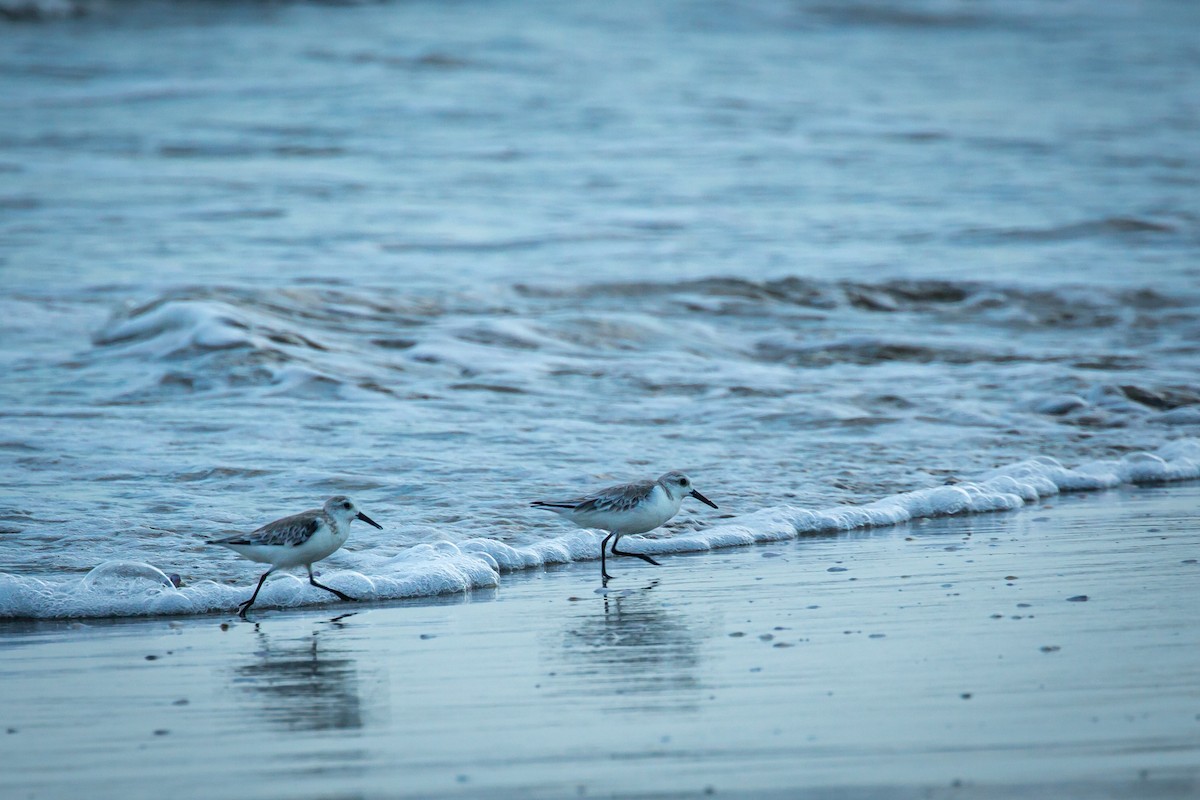 jespák písečný - ML645520622