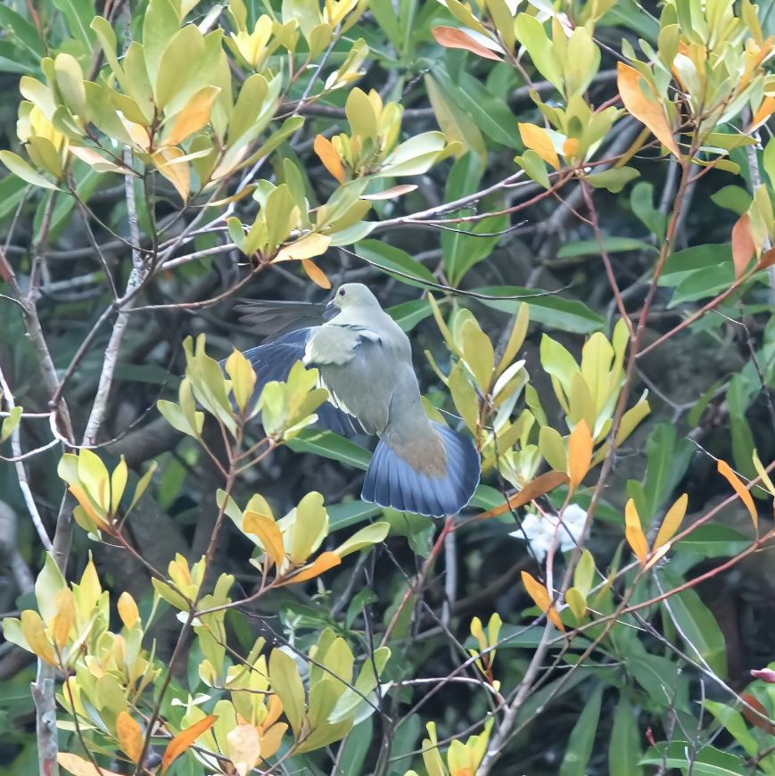 Розовошейный зелёный голубь - ML645520625