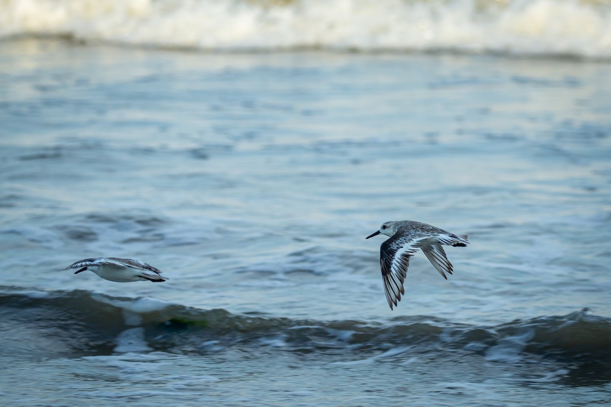 jespák písečný - ML645520630