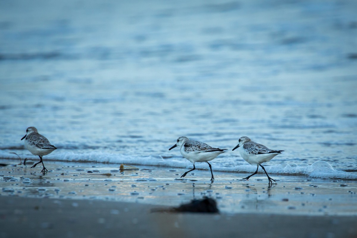 jespák písečný - ML645520631