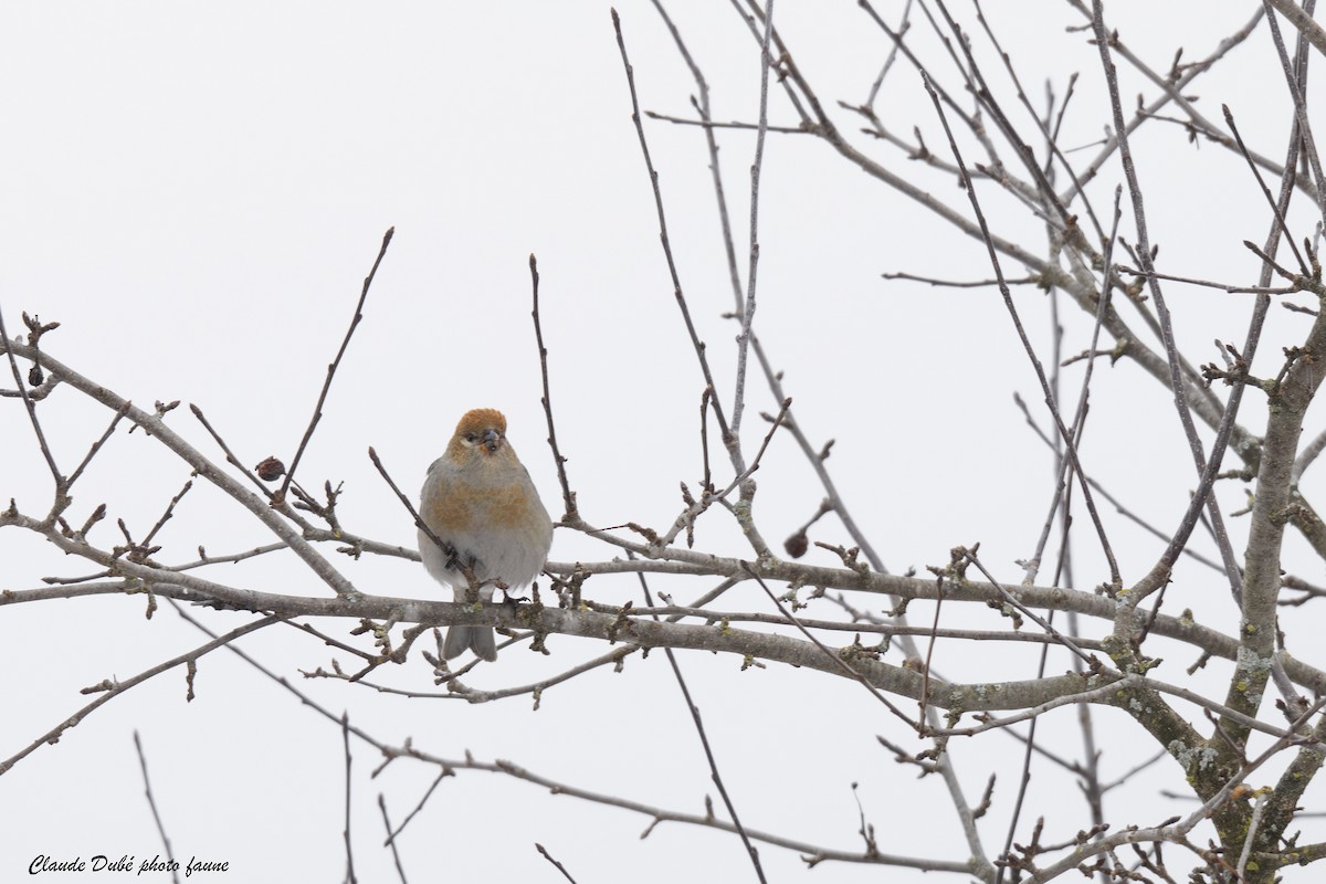 Смеречник тайговий - ML645520633