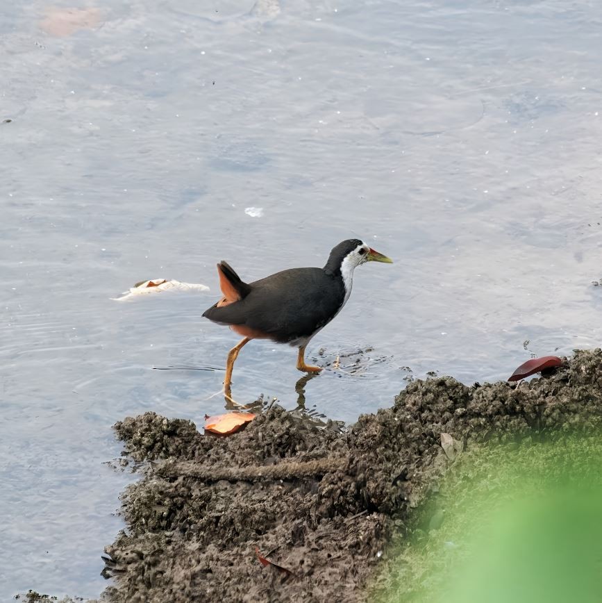 Белогрудый погоныш - ML645520643