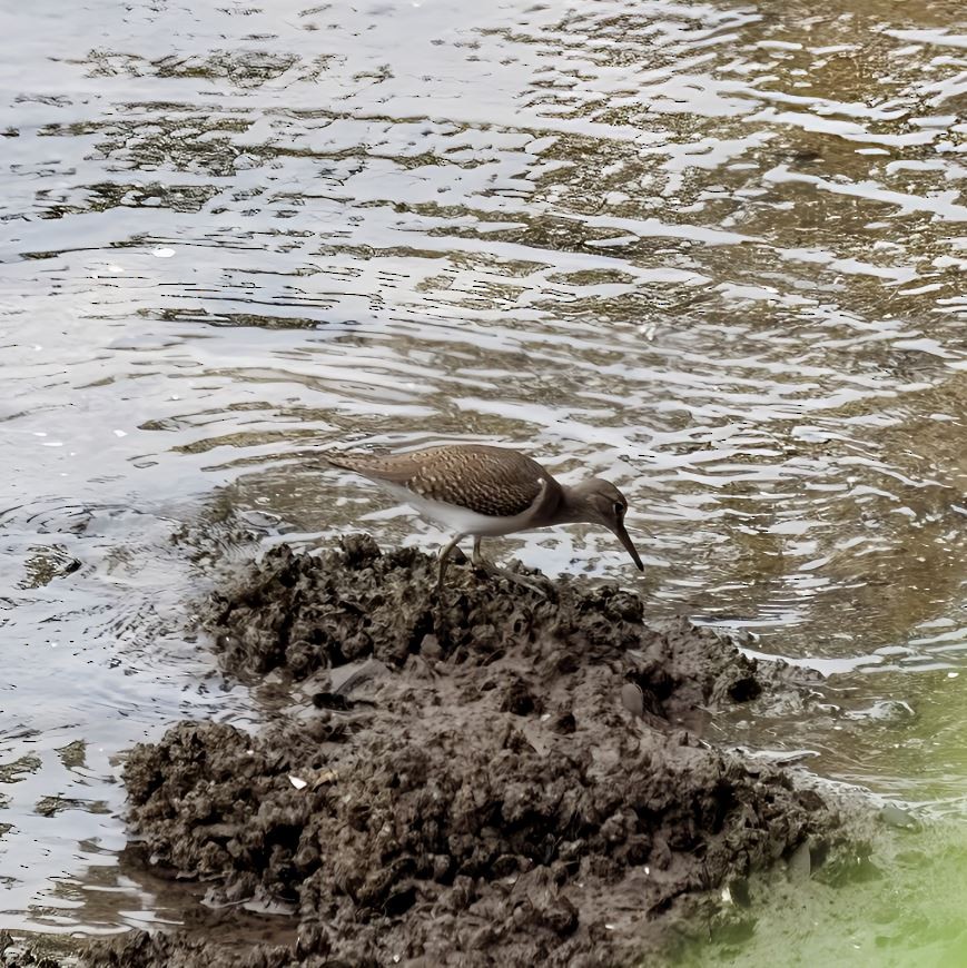 Перевозчик - ML645520652