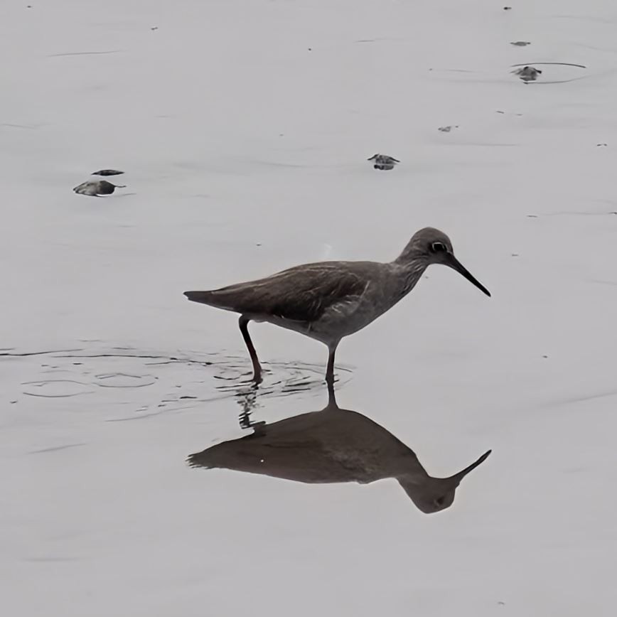 ביצנית לבנת-כנף - ML645520660