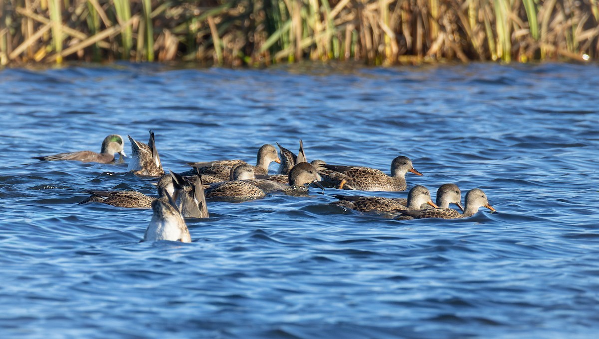 Серая утка - ML645520662