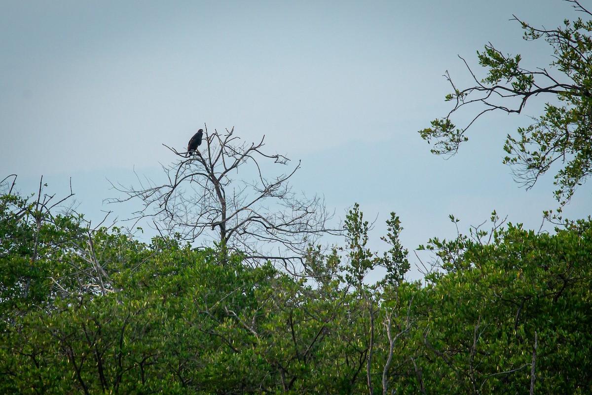 Common Black Hawk - ML645520663