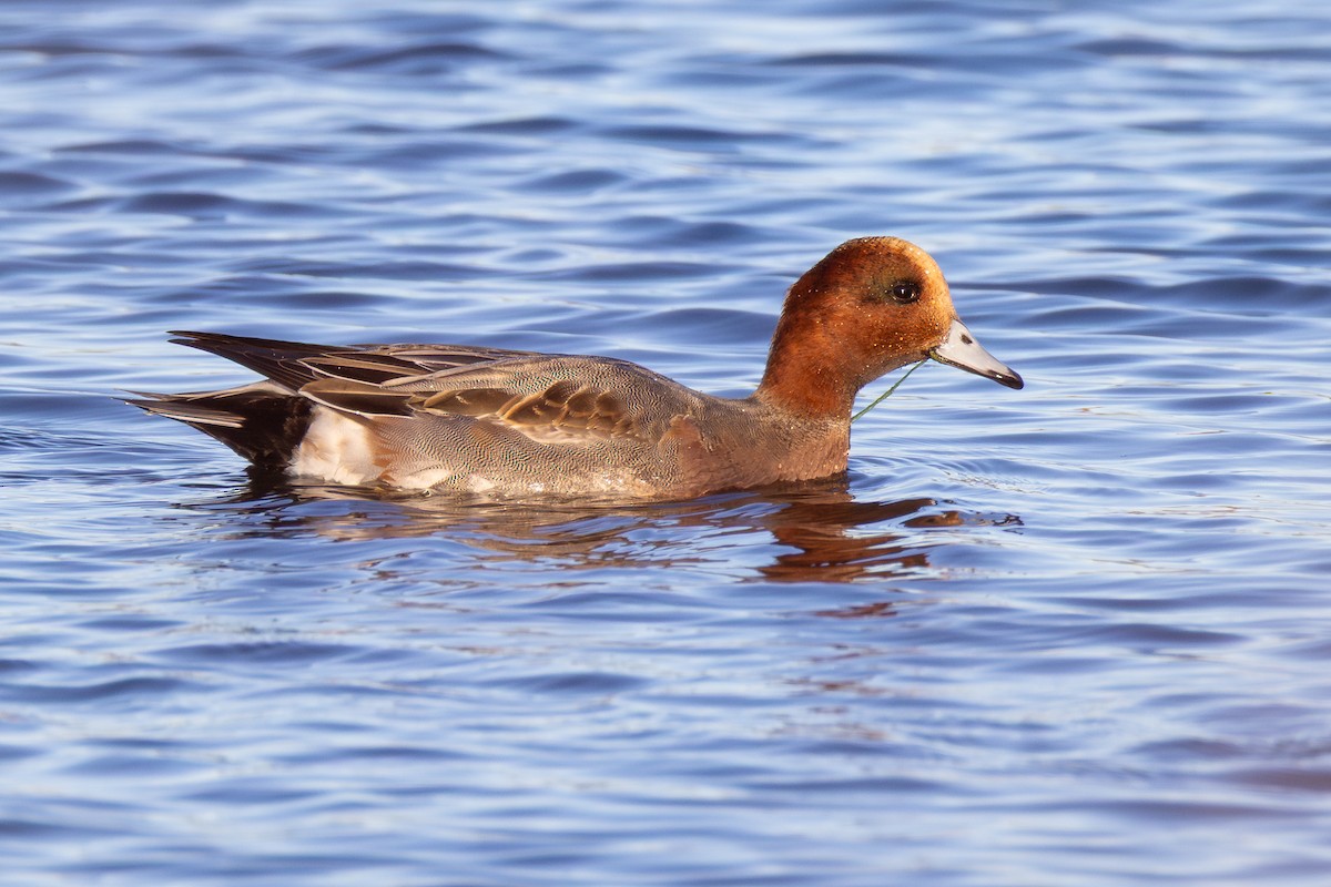 Eurasian Wigeon - ML645520666