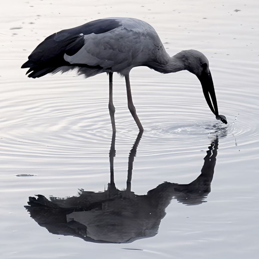 Индийский аист-разиня - ML645520669