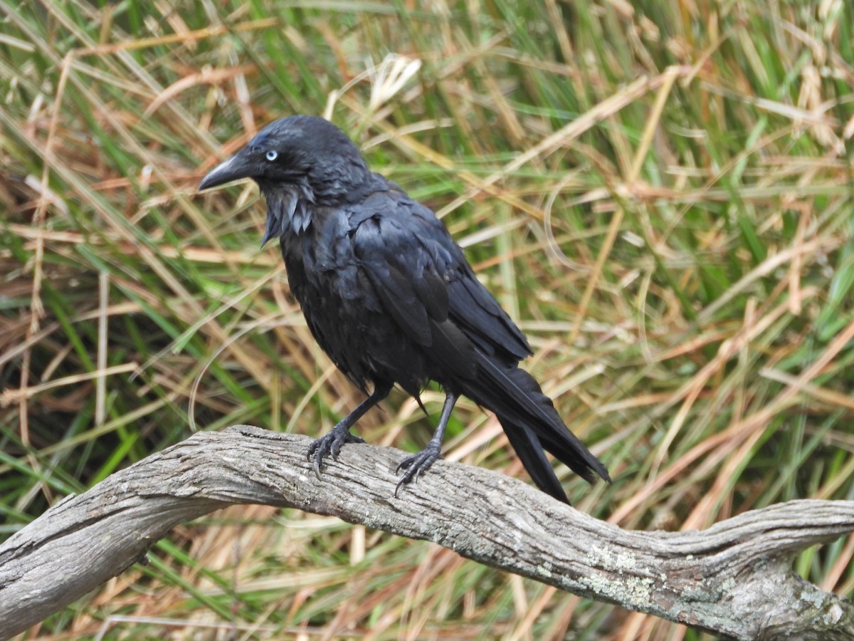 Южноавстралийский ворон - ML645520672