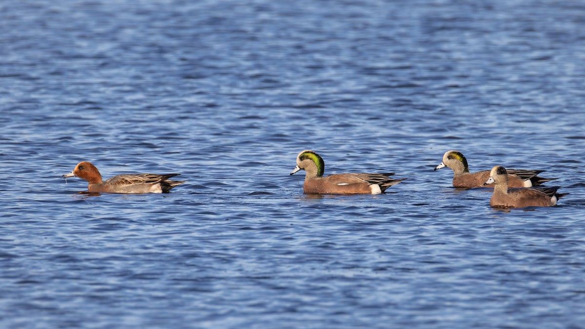 American Wigeon - ML645520674