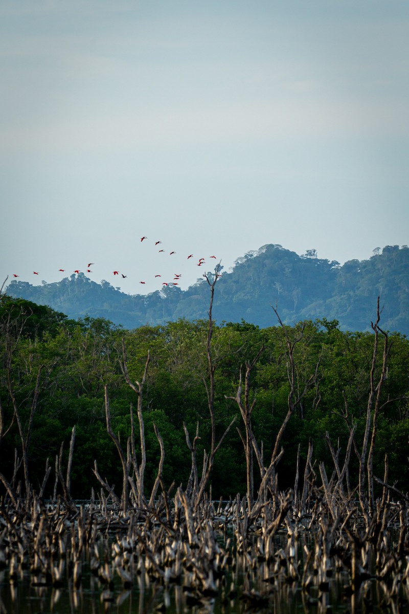 Scarlet Ibis - ML645520675