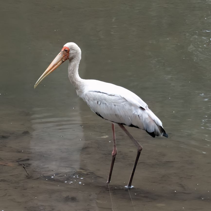 Серый клювач - ML645520676