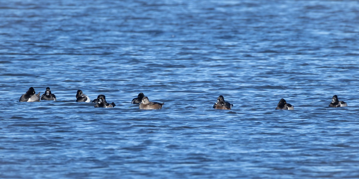 Ring-necked Duck - ML645520678