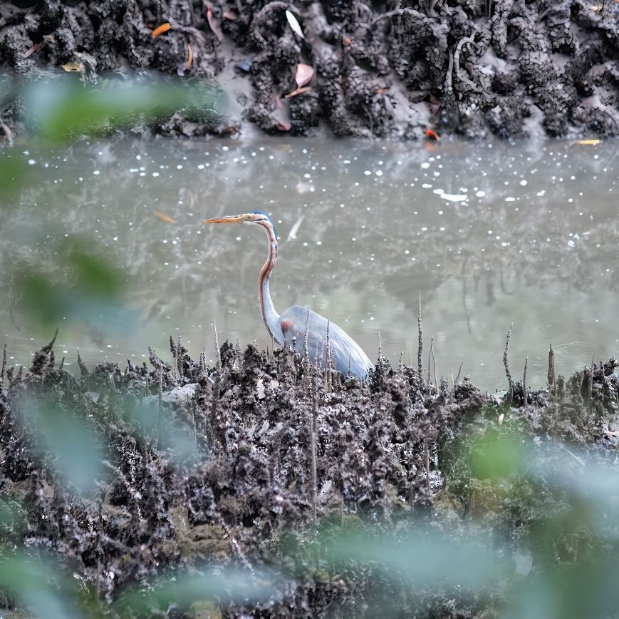 Рыжая цапля - ML645520681