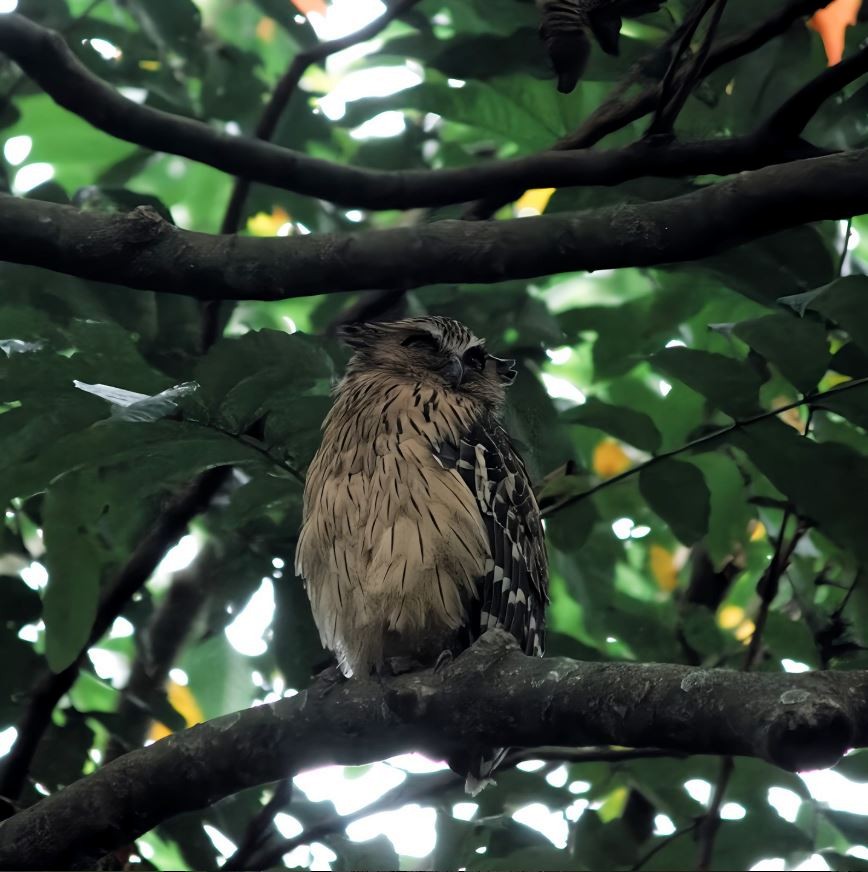 Малайский рыбный филин - ML645520684