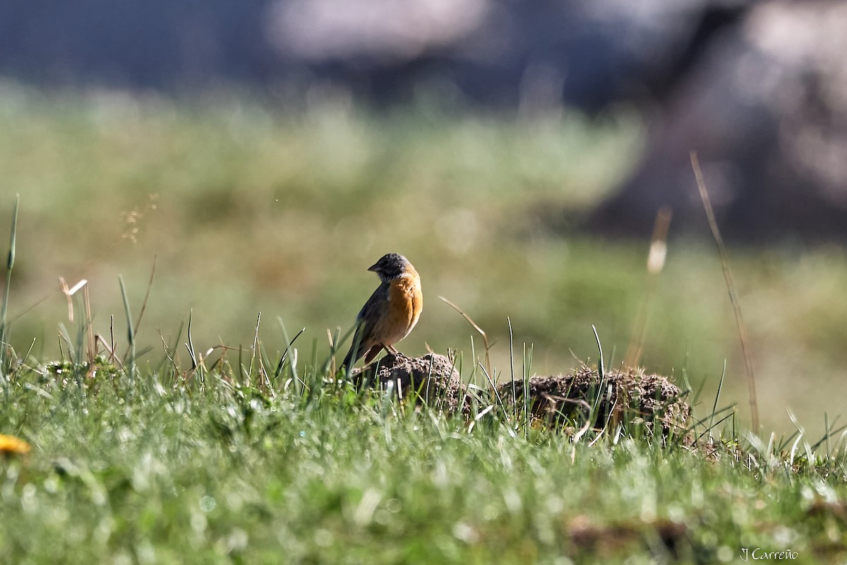 Gray-hooded Sierra Finch - ML645520687