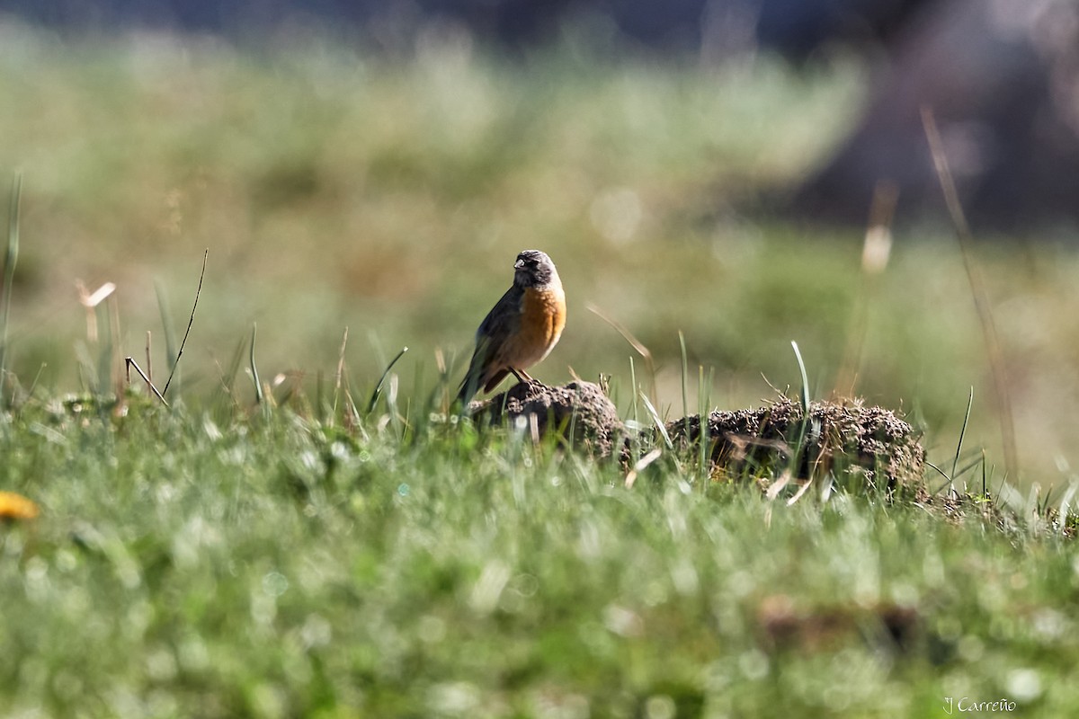 Gray-hooded Sierra Finch - ML645520688