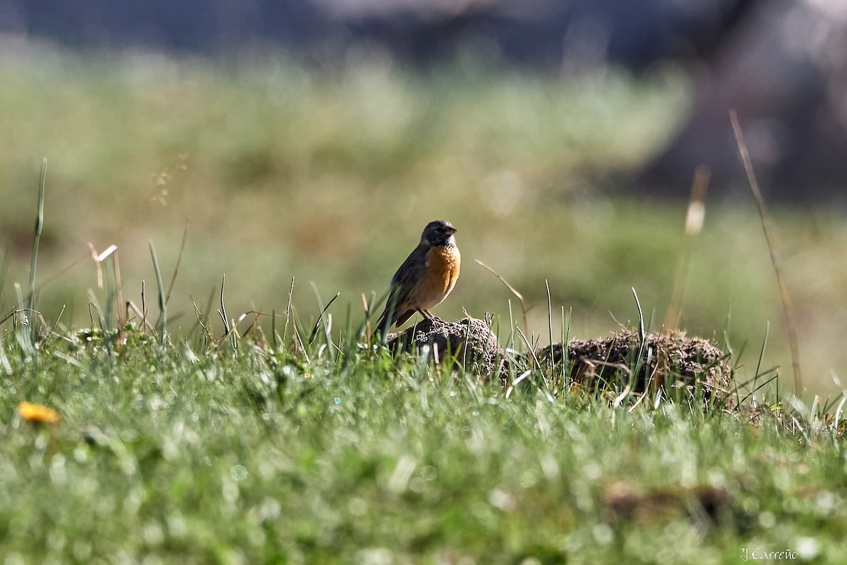 Gray-hooded Sierra Finch - ML645520689