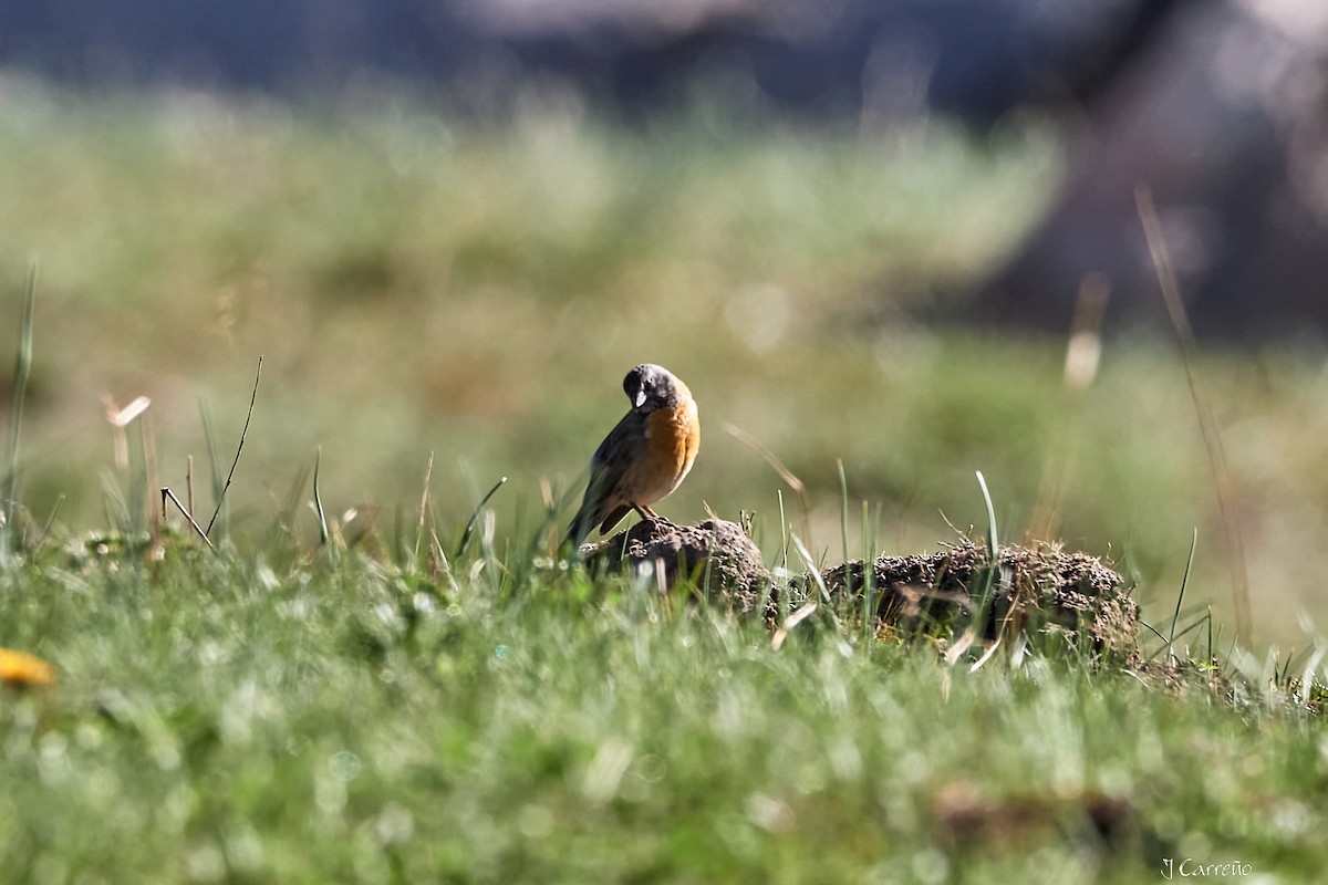 Gray-hooded Sierra Finch - ML645520690