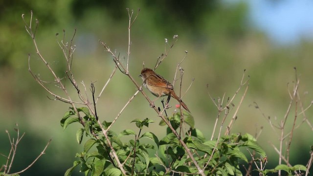 Tawny Grassbird - ML645520691