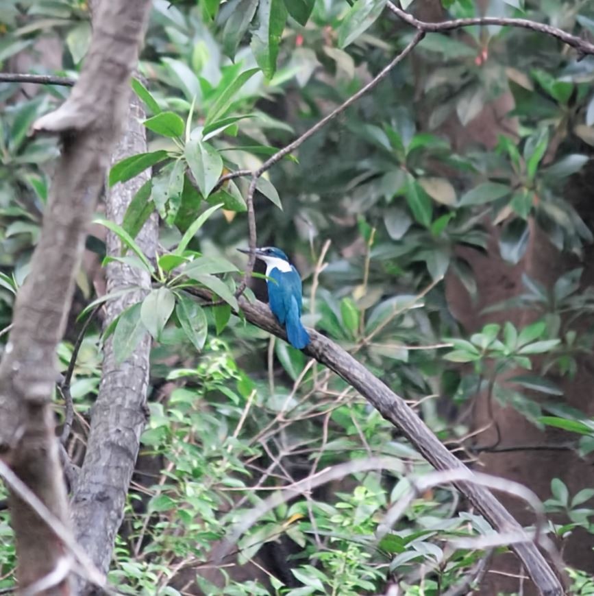 Воротничковая альциона - ML645520692