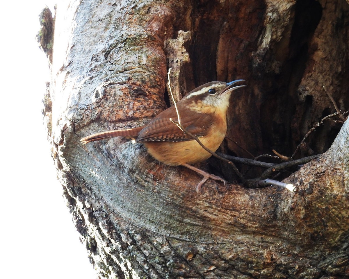 Carolina Wren - ML645520693