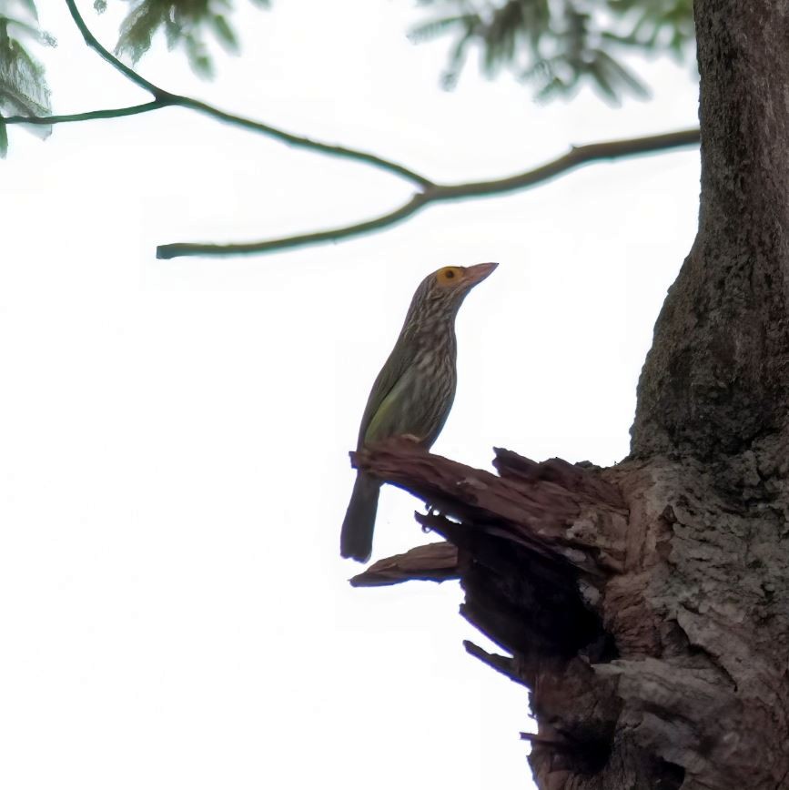 Полосатый бородастик - ML645520701