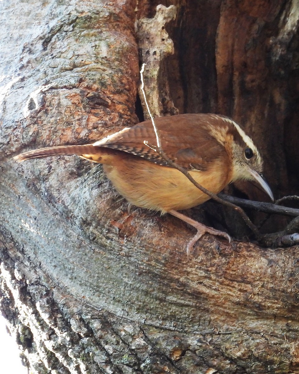 Carolina Wren - ML645520710