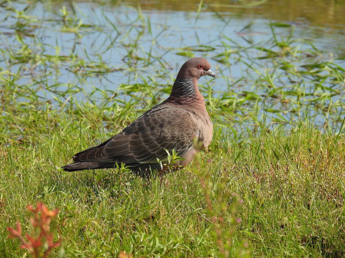 Picazuro Pigeon - ML645520711