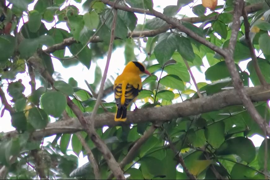 Китайская иволга - ML645520712