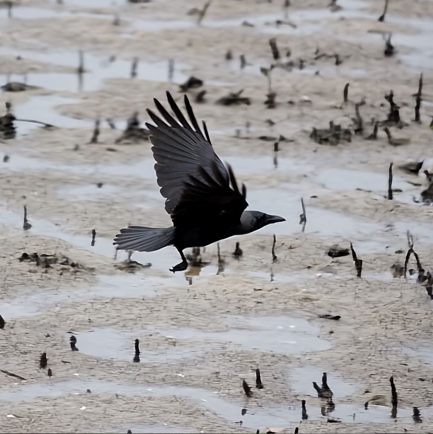 Большеклювая ворона - ML645520716