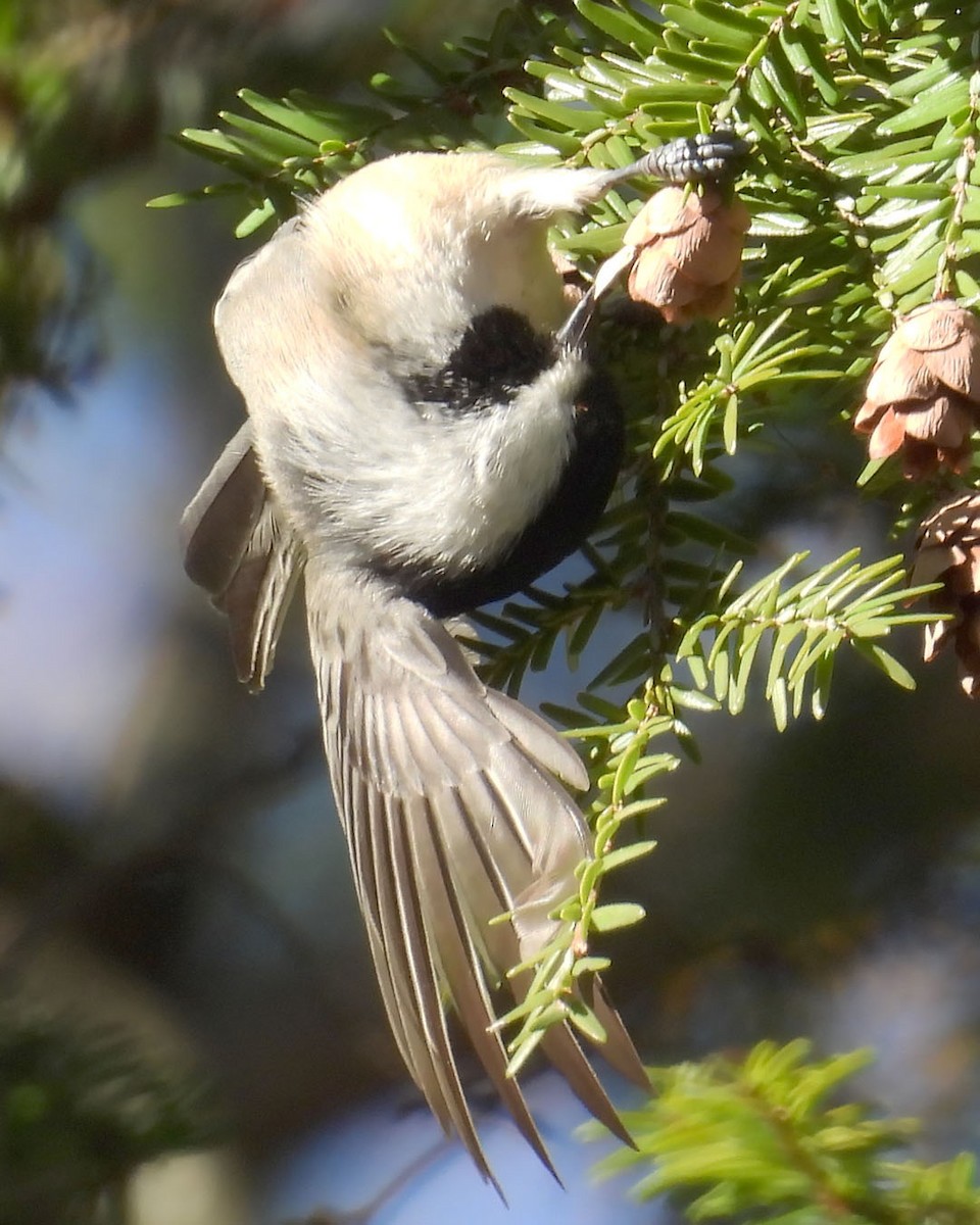 Black-capped Chickadee - ML645520717