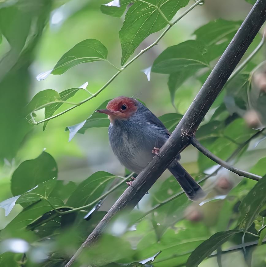 Пепельная портниха - ML645520721