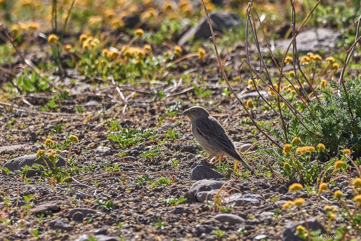 Greater Yellow-Finch - ML645520724