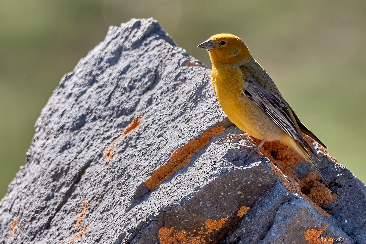 Greater Yellow-Finch - ML645520725