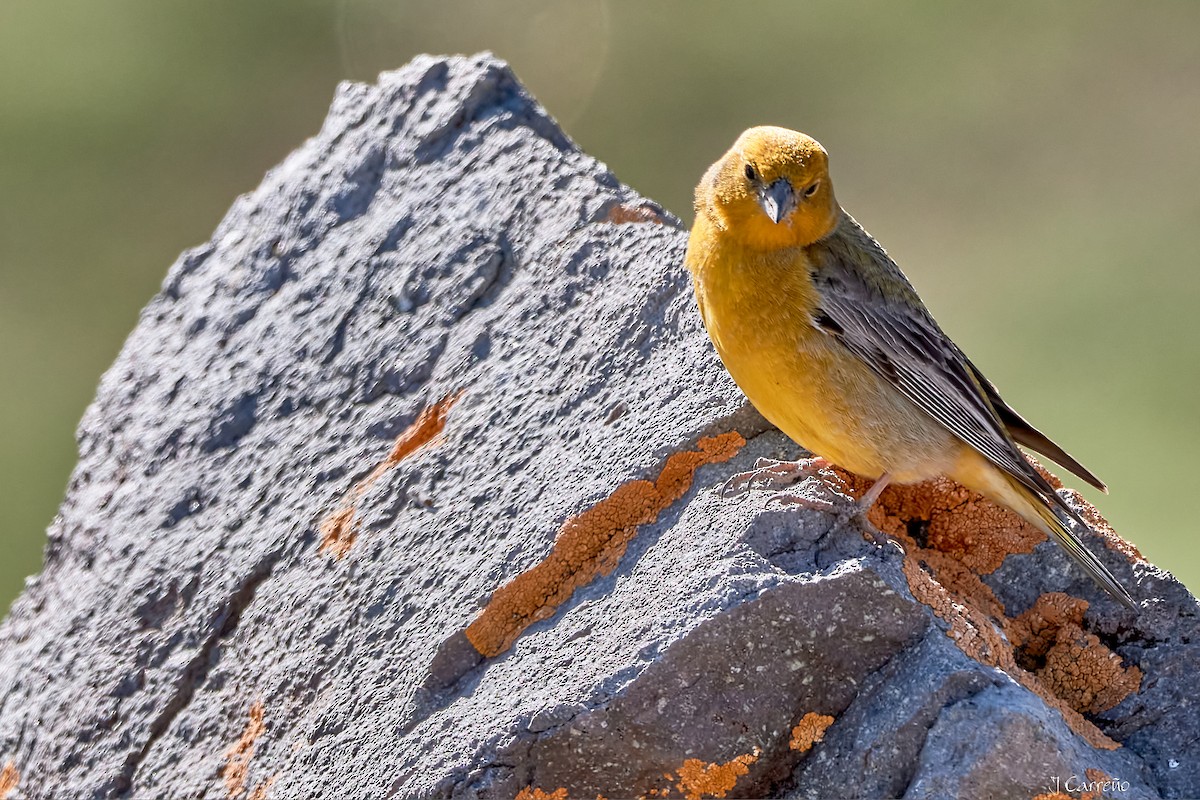 Greater Yellow-Finch - ML645520728