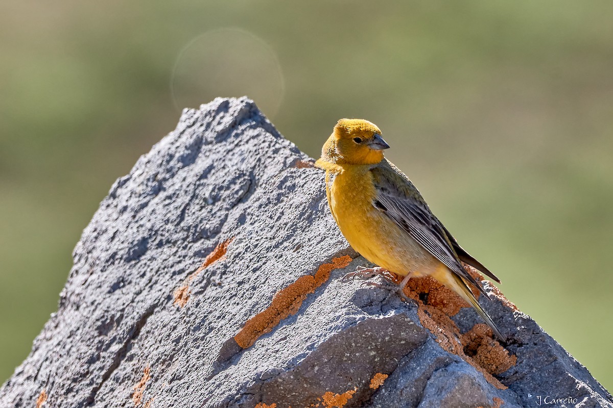 Greater Yellow-Finch - ML645520730