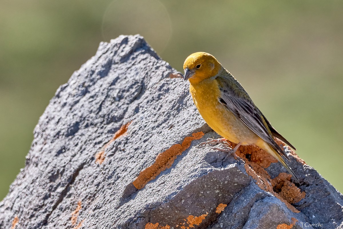 Greater Yellow-Finch - ML645520731