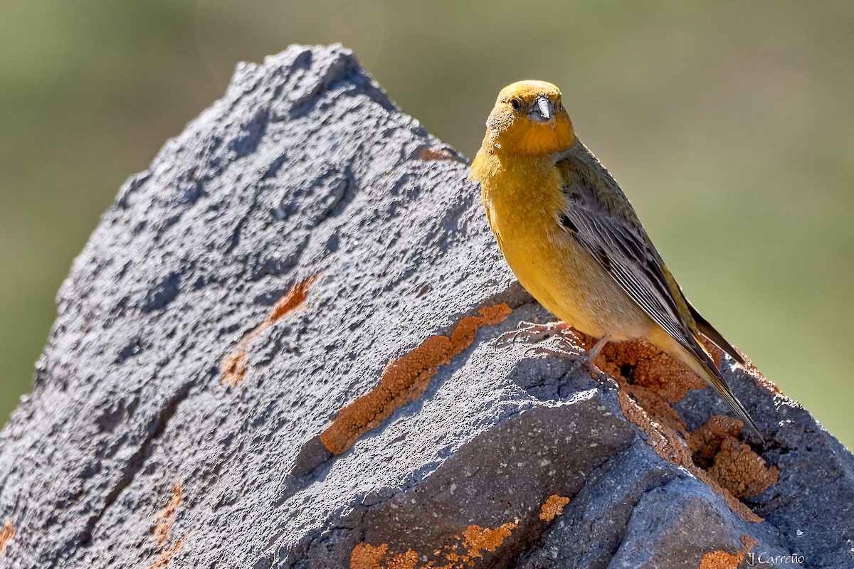 Greater Yellow-Finch - ML645520732
