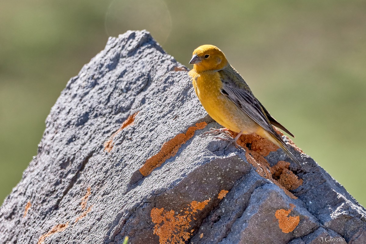 Greater Yellow-Finch - ML645520733