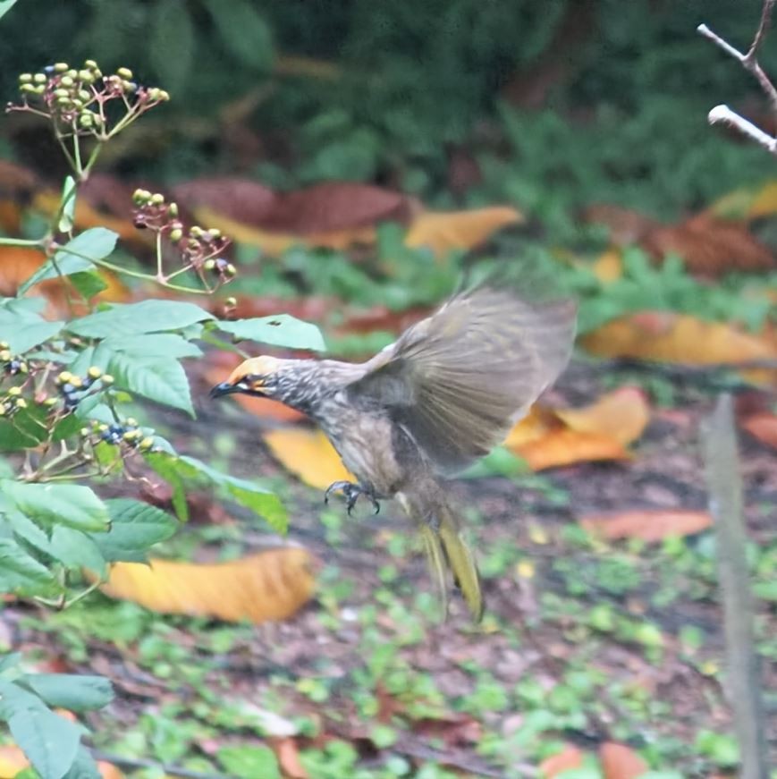 Рыжеголовый бюльбюль - ML645520734