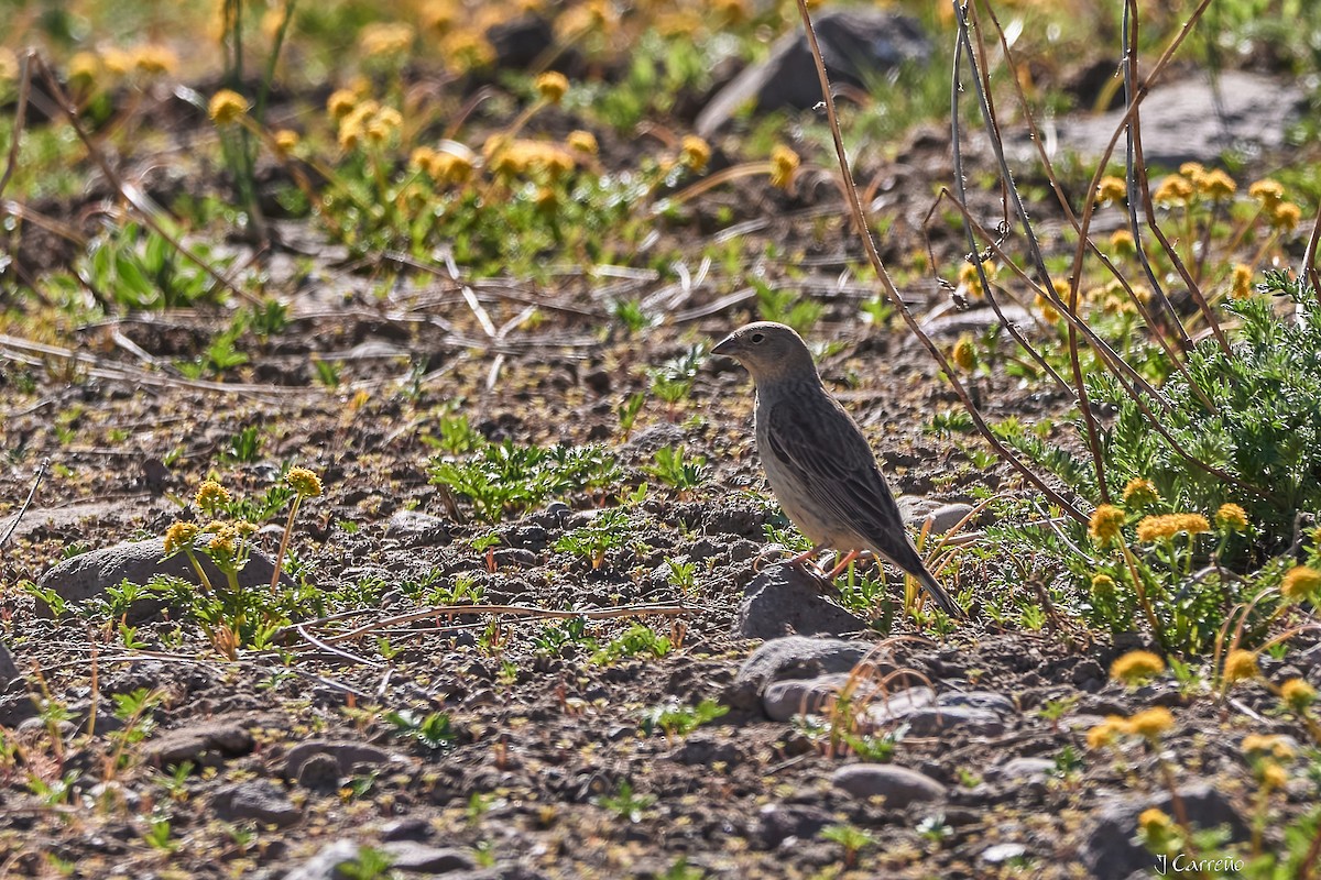 Greater Yellow-Finch - ML645520735