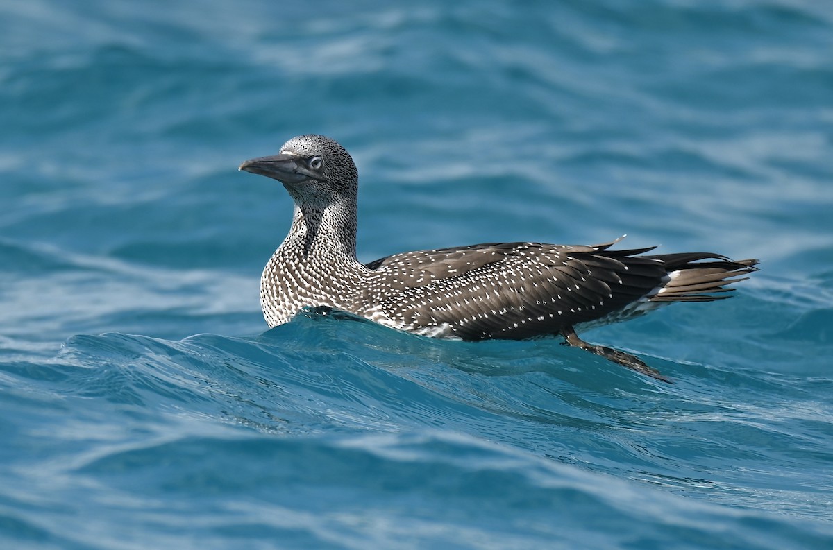 Northern Gannet - ML645520736