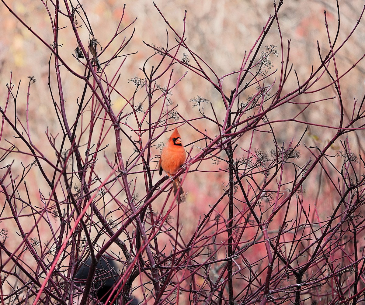 Northern Cardinal - ML645520741