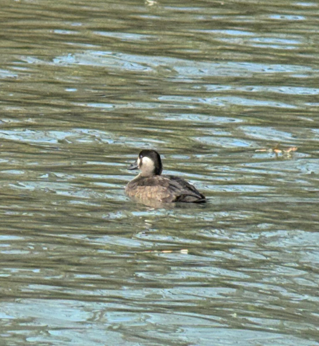 Surf Scoter - ML645520744